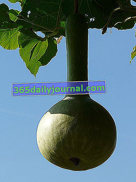 Calabaza (Lagenaria siceraria): plantación de mantenimiento
