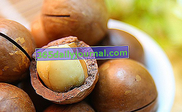 Nueces de macadamia, las nueces más gordas