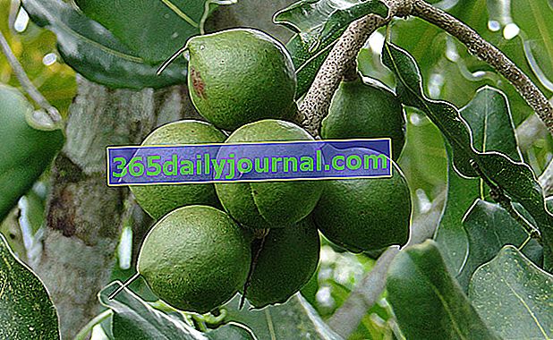Nuez de Queensland o macadamia (Macadamia integrifolia)