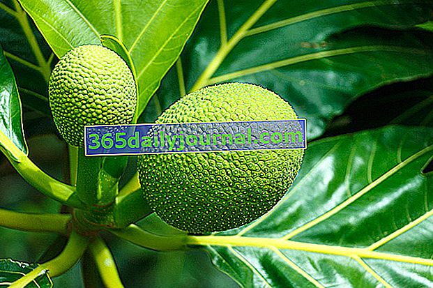 Breadfruit (Artocarpus altilis) lub rimier