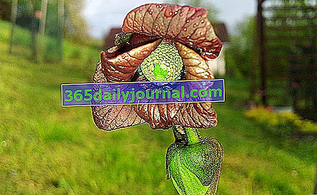 цвете asiminier (Asimina triloba), неизвестно плодно дърво