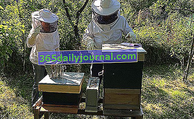 zahradní včelařství