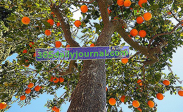 Oranžový strom (Citrus sinensis), jeho pomeranče na Vánoce