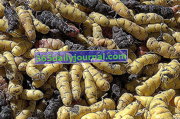 Peruánská Oca (Oxalis tuberosa), zelenina ze zahrady - výsadba, péče, pěstování