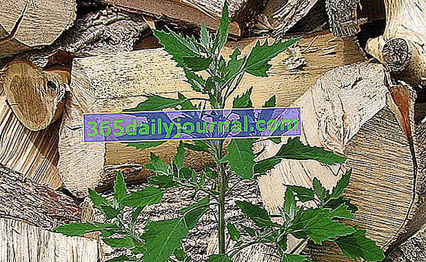 cuartos de cordero (Chenopodium album)