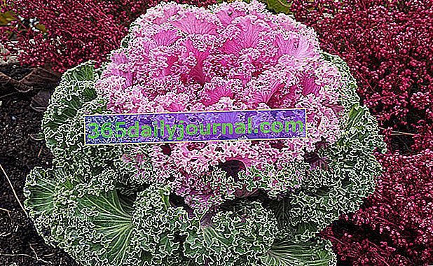 Repollo ornamental (Brassica oleracea), repollo decorativo