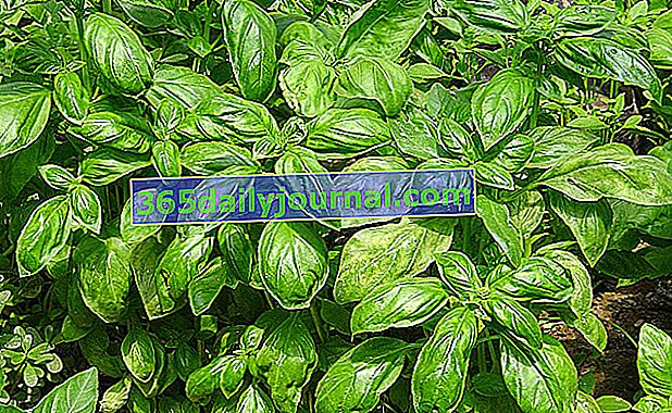 Albahaca (Ocimum basilicum): planta aromática mediterránea