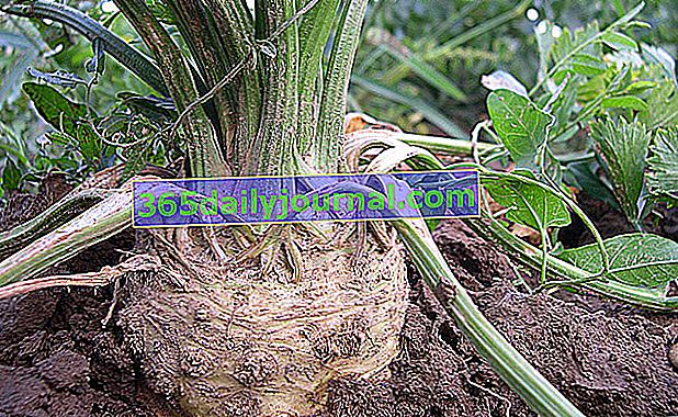Raíz de apio (Apium graveolens var. Rapaceum)