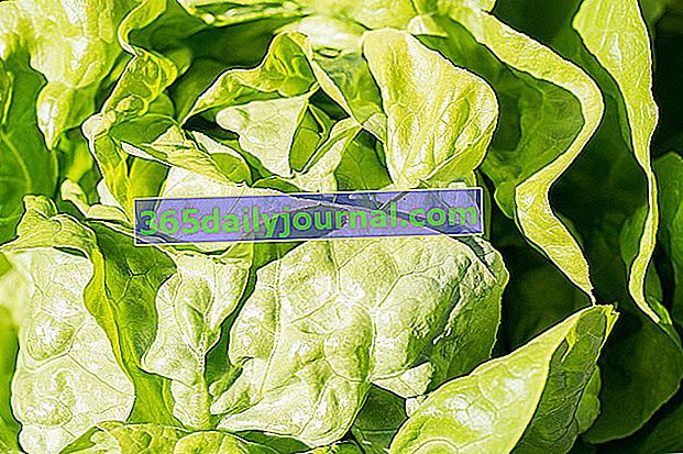 Pěstování hlávkového salátu (Lactuca sativa var. Capitata) v zeleninové zahradě