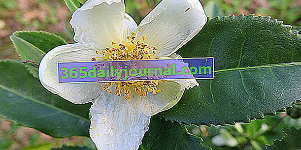 Чаено дърво (Camellia sinensis), за вливане на листата му