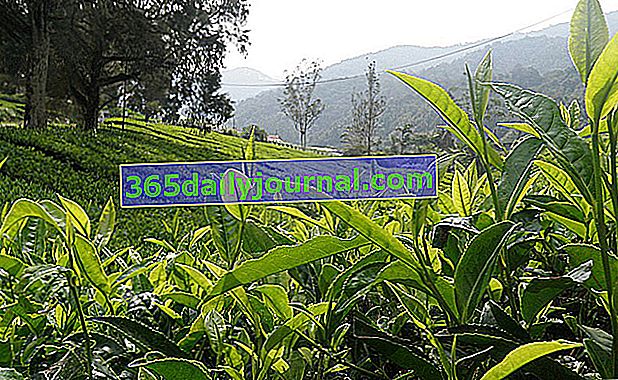 čajová plantáž a sklizeň něžných mladých výhonků
