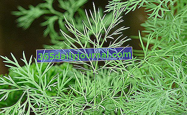 Kopar (Anethum graveolens), s okusom anisa