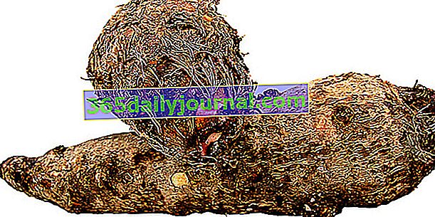Taro o colocase (Colocasia esculenta), tubérculo exótico