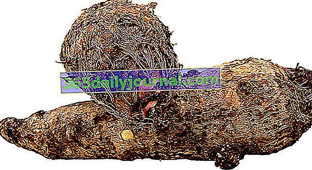 Taro nebo Colocase (Colocasia esculenta), exotická hlíza: výsadba, pěstování, péče