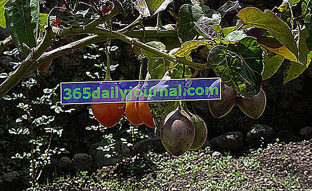 древесный томат (Cyphomandra betacea syn. Solanum betaceum) тамарилло или томат де ла Пас