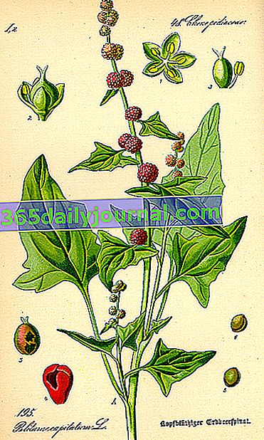 espinaca-fresa (Blitum capitatum o Chenopodium capitatum)