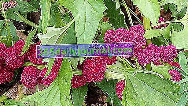 espinaca-fresa (Blitum capitatum o Chenopodium capitatum)