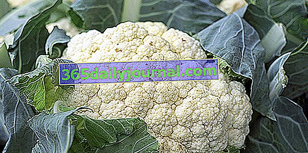 Karfiol (Brassica oleracea var. Botrytis), povrće za mršavljenje