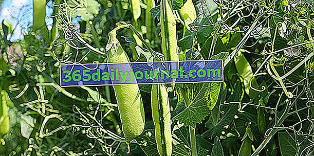 Горох (Pisum sativum), зеленый горошек или манжета