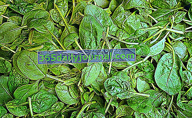 Спанак (Spinacia oleracea), зеленчукът, богат на желязо?