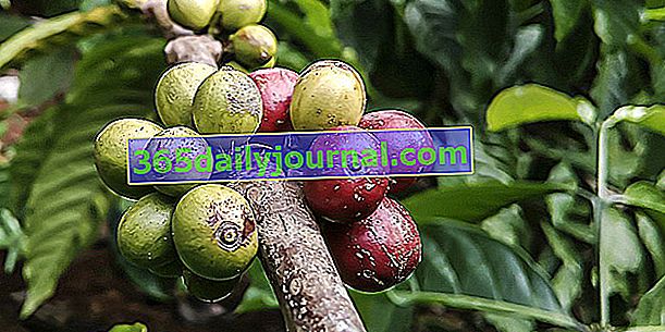 Кавове дерево (Coffea), ягоди для чорної кави
