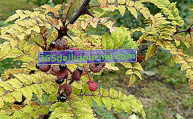 Sečuanski papar (Zanthoxylum piperitum), zapravo ne papar