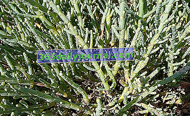 Glasswort (Salicornia europaea), frijol de mar o algas falsas