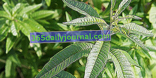 Verbena de limón (Aloysia triphylla) para infusiones