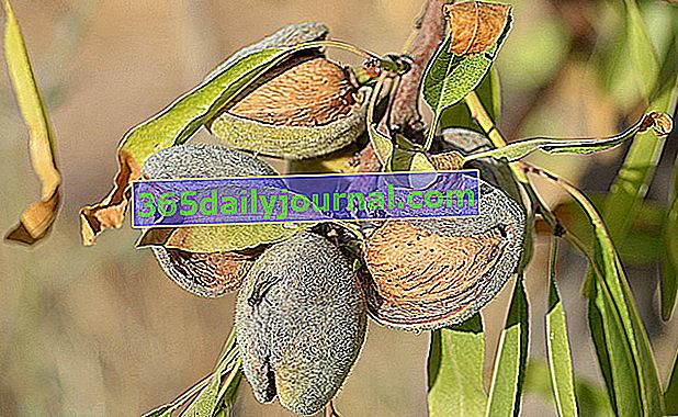 Mandlovník (Prunus Dulcis nebo amygdalus)