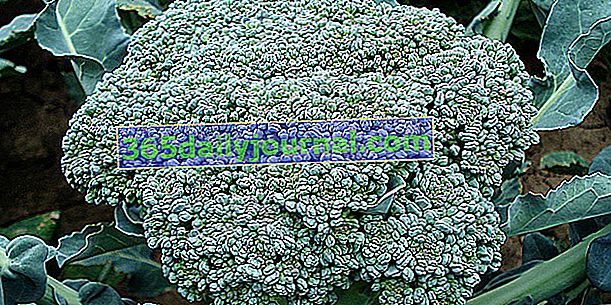 Капуста брокколі (Brassica oleracea var. Italica), капуста з Італії