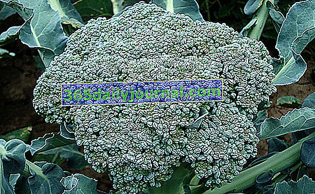Cultivo de col brócoli (Brassica oleracea italica) en el huerto
