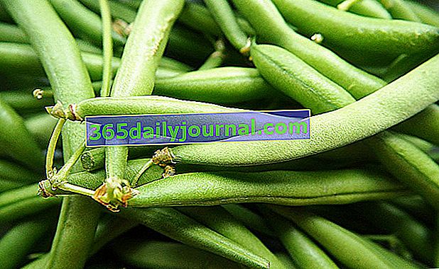 Yeşil fasulye (Phaseolus vulgaris), cüce veya üvez
