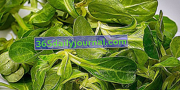 Jehněčí salát (Valerianella locusta), doucette nebo kabelka
