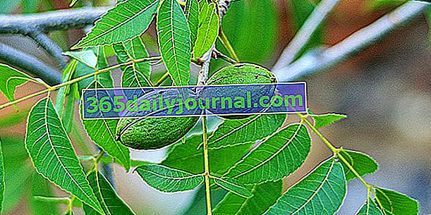 Pekanový strom (Carya illinoinensis), pekanový strom