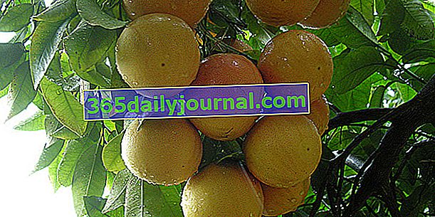 Pomelo (Citrus x paradisi), v skutočnosti nie grapefruit