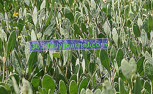 halimione falsa verdolaga (Halimione portulacoides) u obione