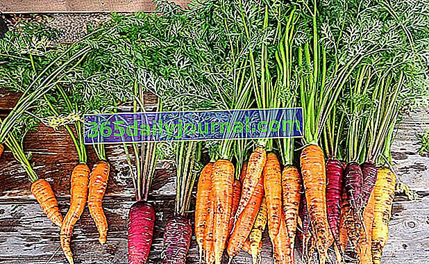 Морков (Daucus carota), кореноплоден зеленчук, богат на каротин