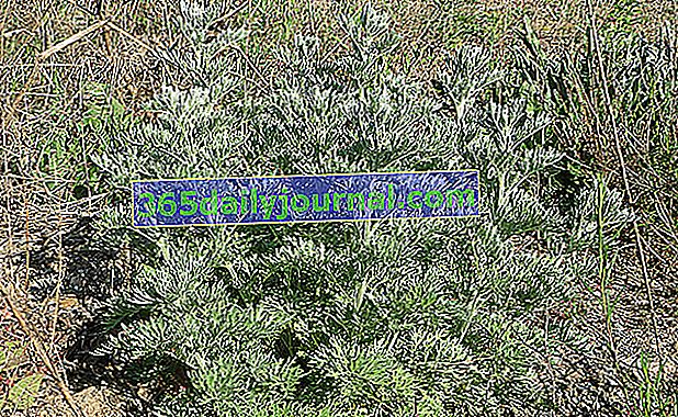 Абсент (Artemisia absinthium), голям пелин