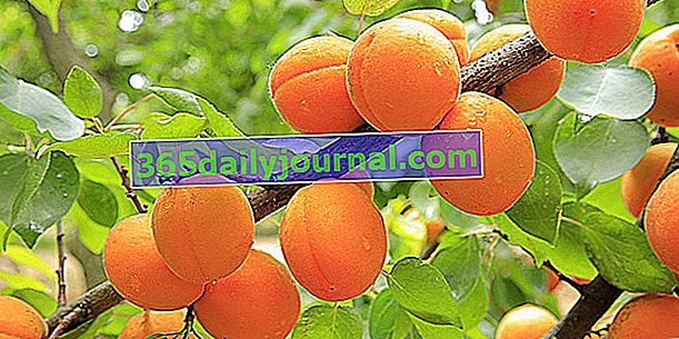 Albaricoquero (Prunus armeniaca), la fruta temprana