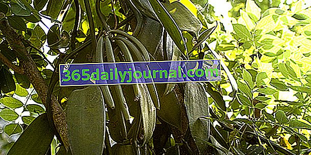 Ванилия (Vanilla planifolia), подправка с ароматни шушулки