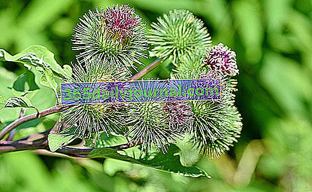 Репей (Arctium lappa), корен зеленчук, добър за кожата