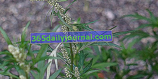 Mugwort (Artemisia spp.), Izjemno srebrno sivo listje