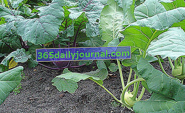 Uzgoj kelerabe (Brassica oleracea var. Gongylodes) u povrtnjaku