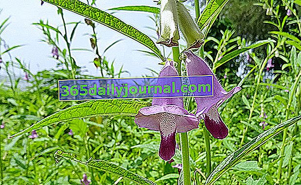 flores de sésamo (Sesamum indicum)