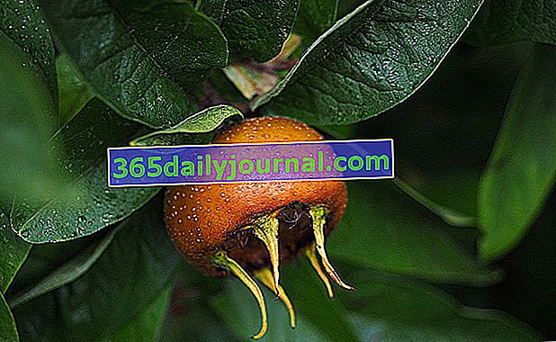 Мушмула обыкновенная (Mespilus germanica), забытое плодовое дерево