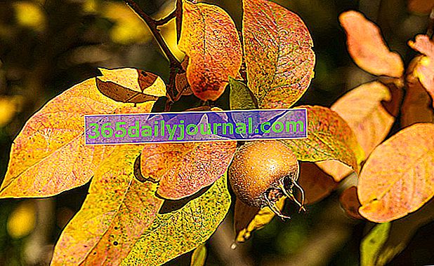 Мушмула (Mespilus germanica)