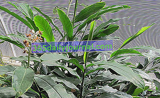 Cardamomo (Elettaria cardamomum), principal aromático indio
