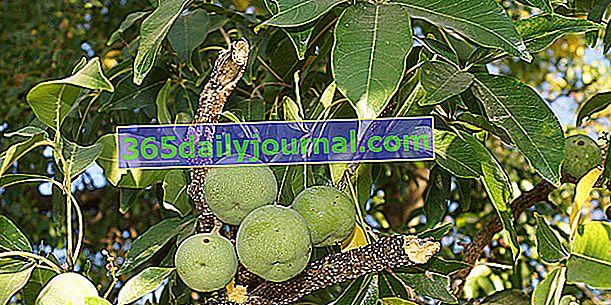Beyaz sapote (Casimiroa edulis), Meksika elma ağacı