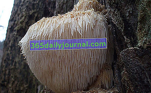 Hedgehog hydne, gljiva originalne teksture