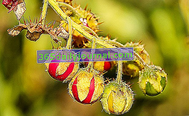 Морел де Балбис (Solanum sisymbriifolium), домат личи